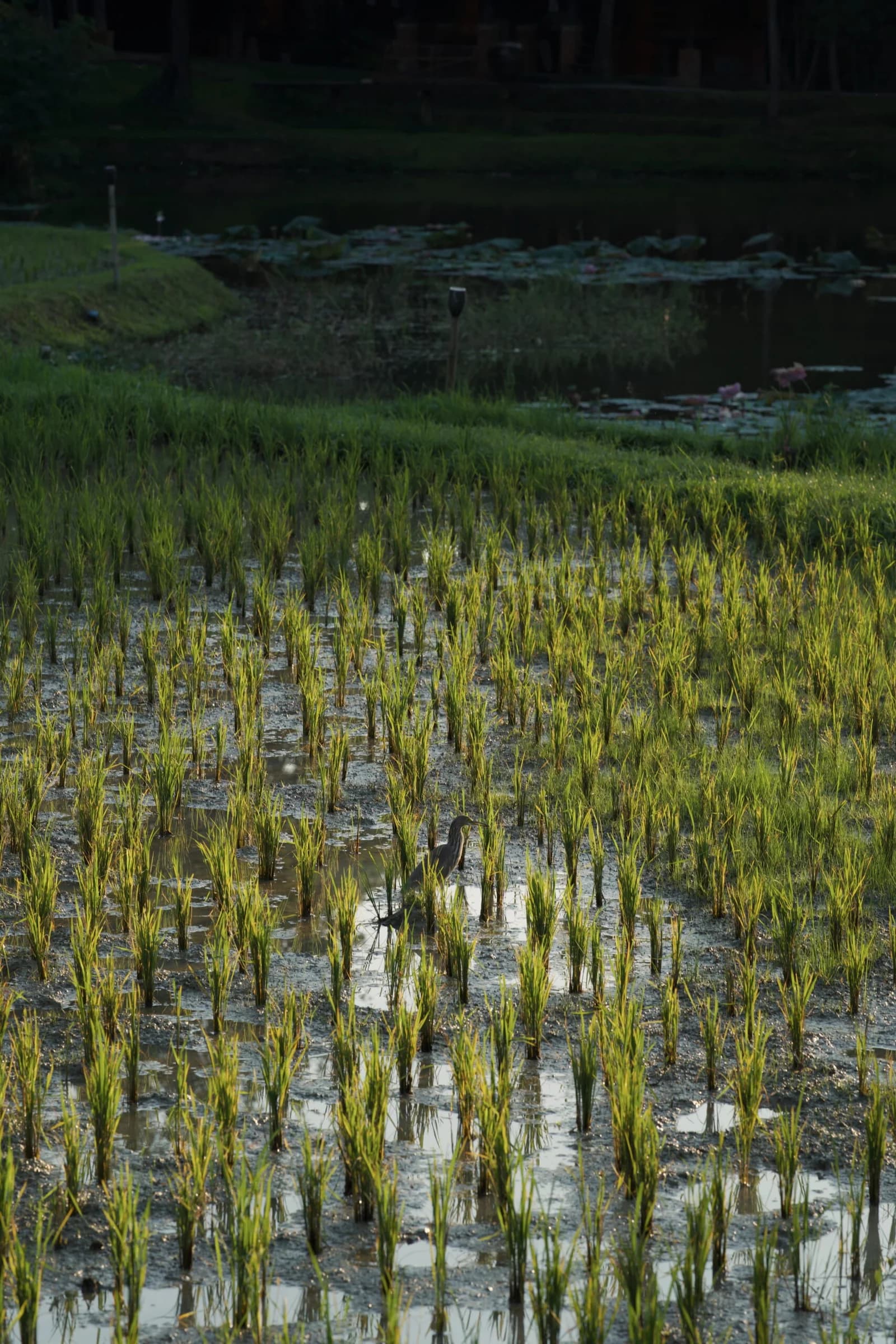 Malahini Kuda Bandos